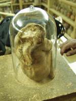 Miniaturn� mumie zezadu. Je vid�t otvor, kter�m byla vynd�na kostra. Cassinelliho muzeum, Trujillo, Peru