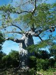 Cestopis Madagaskar - baobab