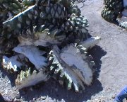 Mezcal - v�roba. Rostliny ag�ve druhu Maguey p�ipraven� na zpracov�n�.